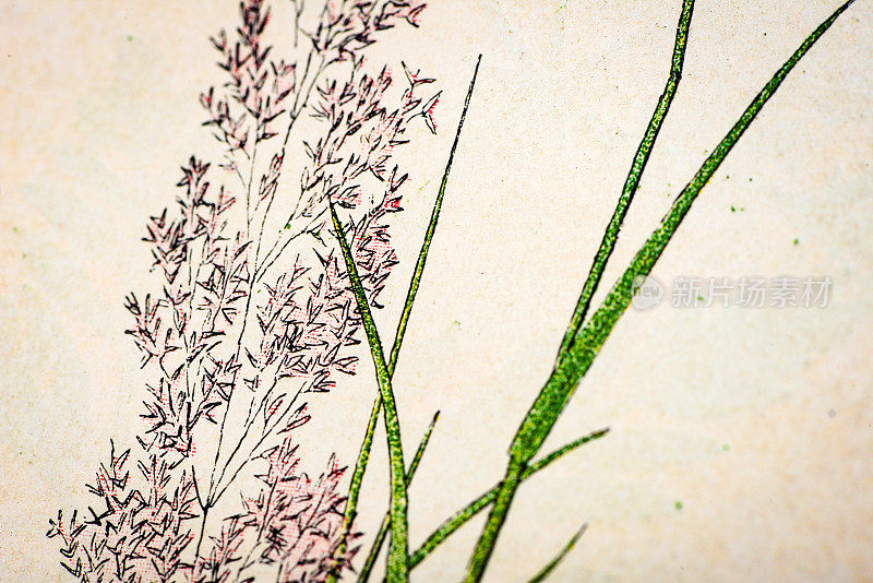 古董植物学插图:弯曲的草，Agrostis vulgaris